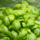 how to grow basil, picture of basil plant with good steady healthy growth