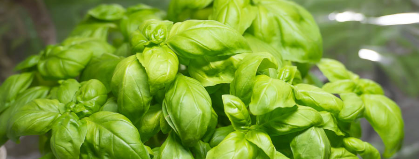 how to grow basil, picture of basil plant with good steady healthy growth