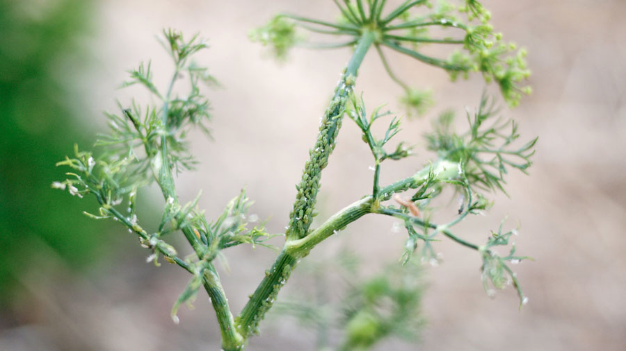 aphid-infestation-on-herb-dille how to get rid of aphids