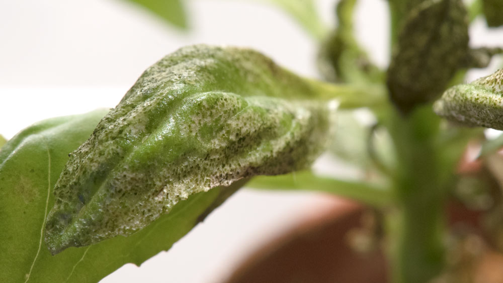 thrips on herbs picture of damaged leaves silverly area with black spots