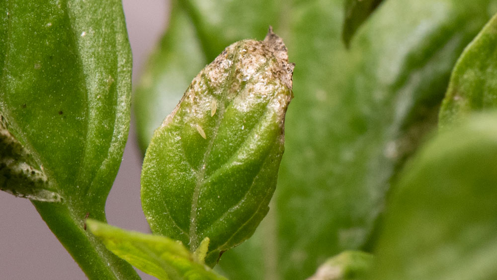 thrips on herbs picture of thrips on basil leaf