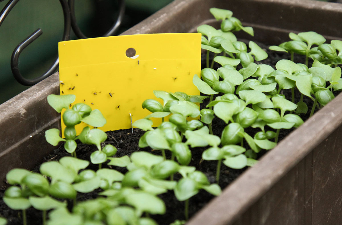 how to avoid fungus gnats in the herb garden plants and sterilise your potting soil mix tutorial guide