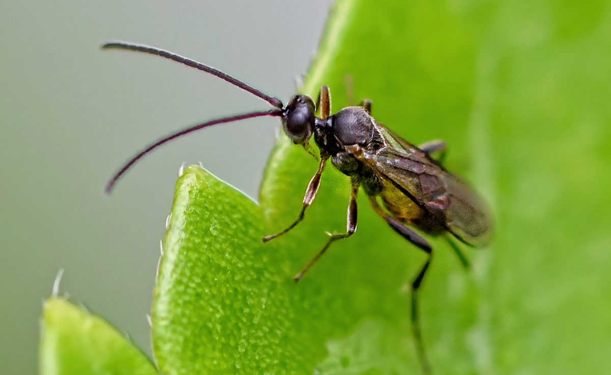 how to avoid fungus gnats in the herb garden plants and sterilise your potting soil mix tutorial guide