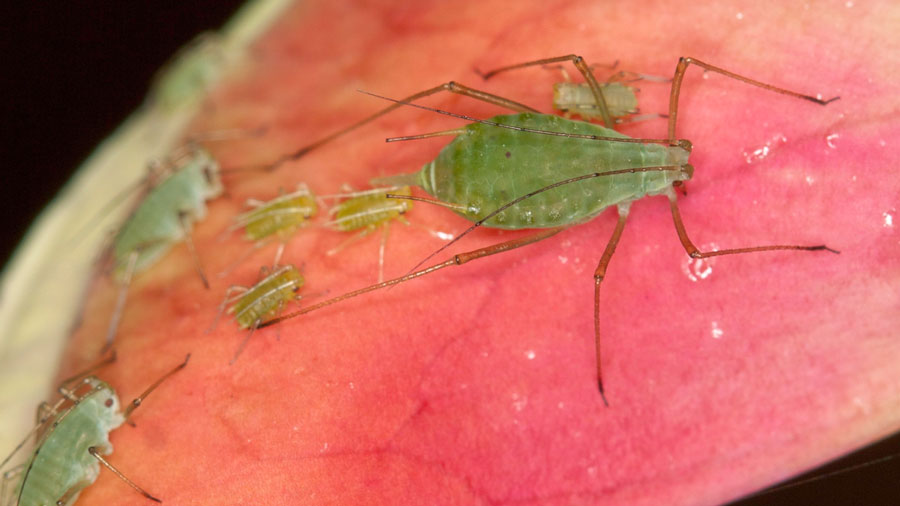 green-aphids-on-herbs-in-herb-garden-female-with-little-offspring