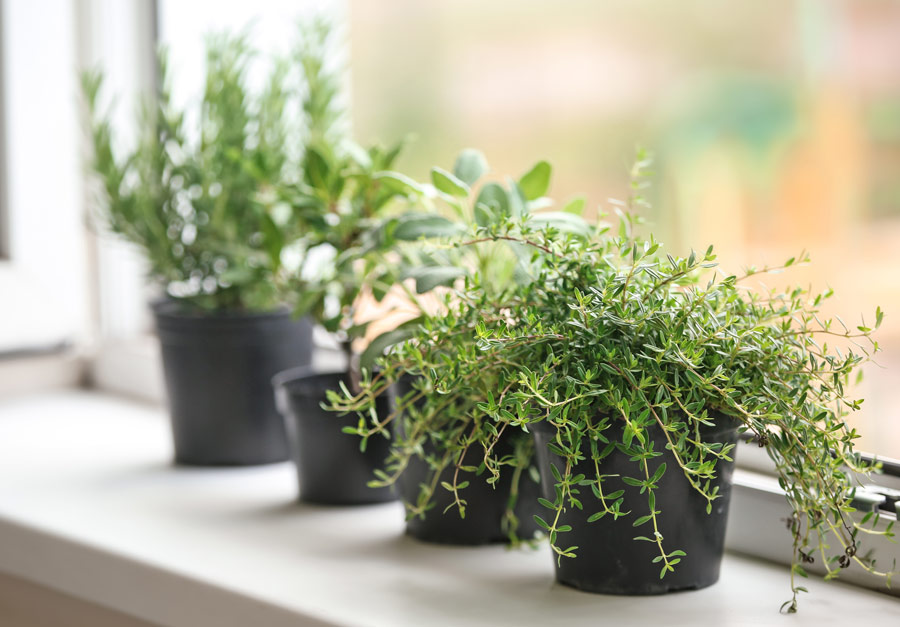 picture of herbs on window sill learning to grow your own herbs is an amazing herb garden experience