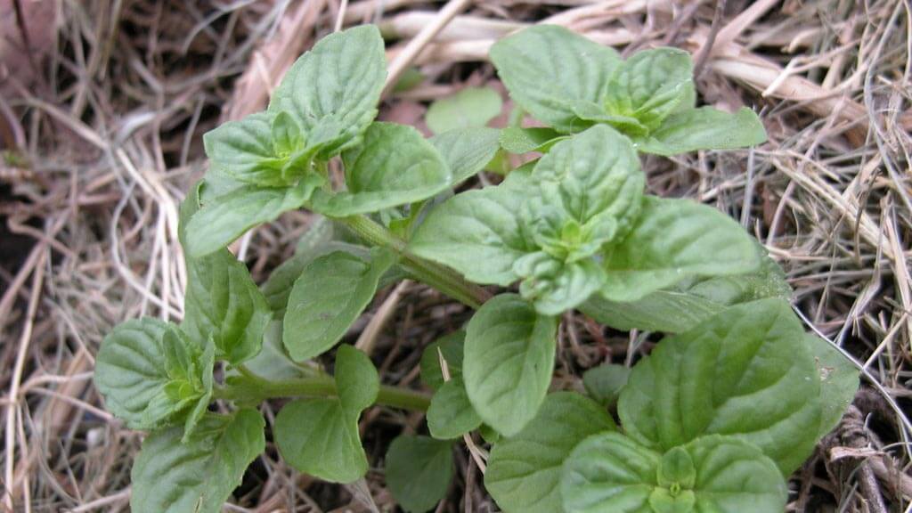 how-to-protect-herbs-from-cold-in-winter-frost-damage-mulch