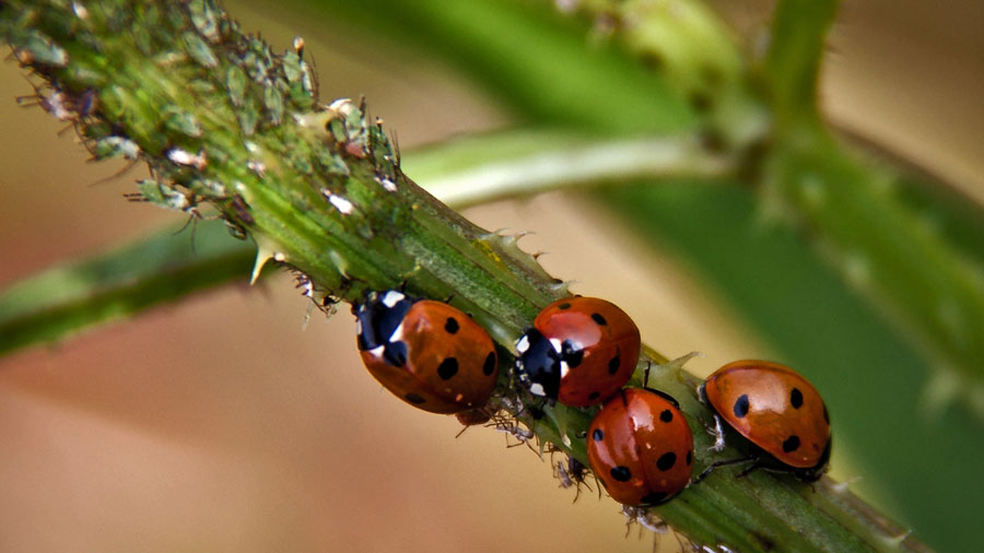 ladybug-eating-aphids natural method of getting rid of aphids on herbs