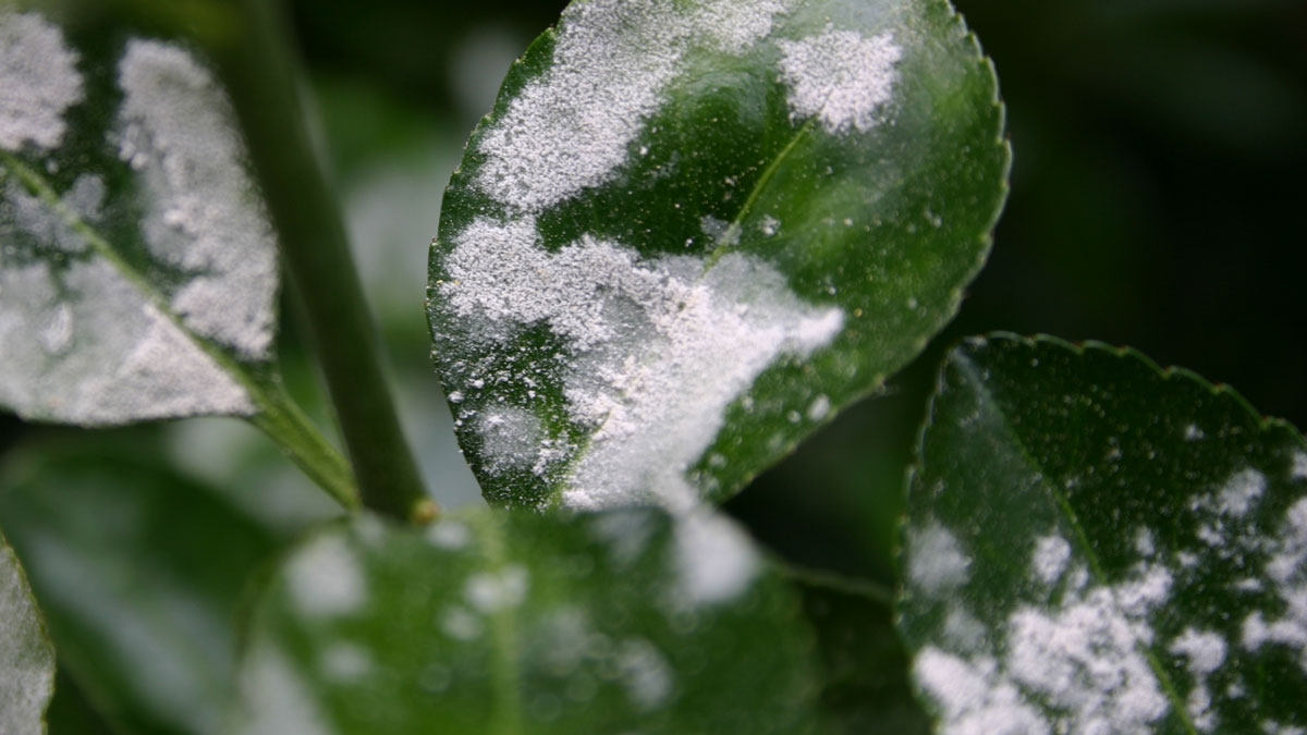 herb garden leave plant with fungal disease powdery mildew spores on the leaves