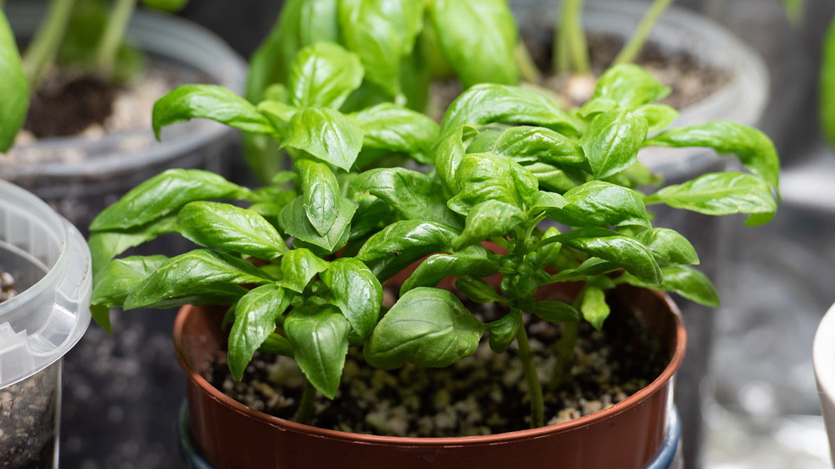 rooting basil cuttings with fresh roots which was propagated in water, replanting the rooted plant into soil