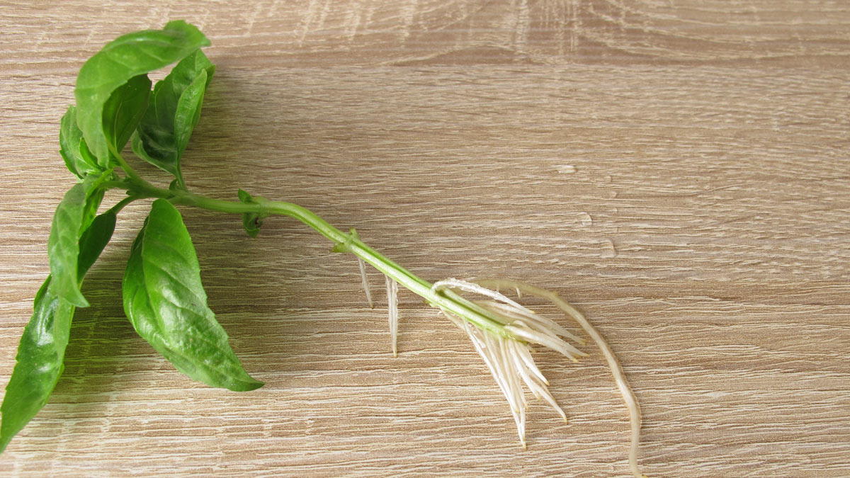 rooting basil cuttings with fresh roots which was propagated in water growing roots