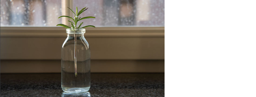 grow rosemary cuttings in water article