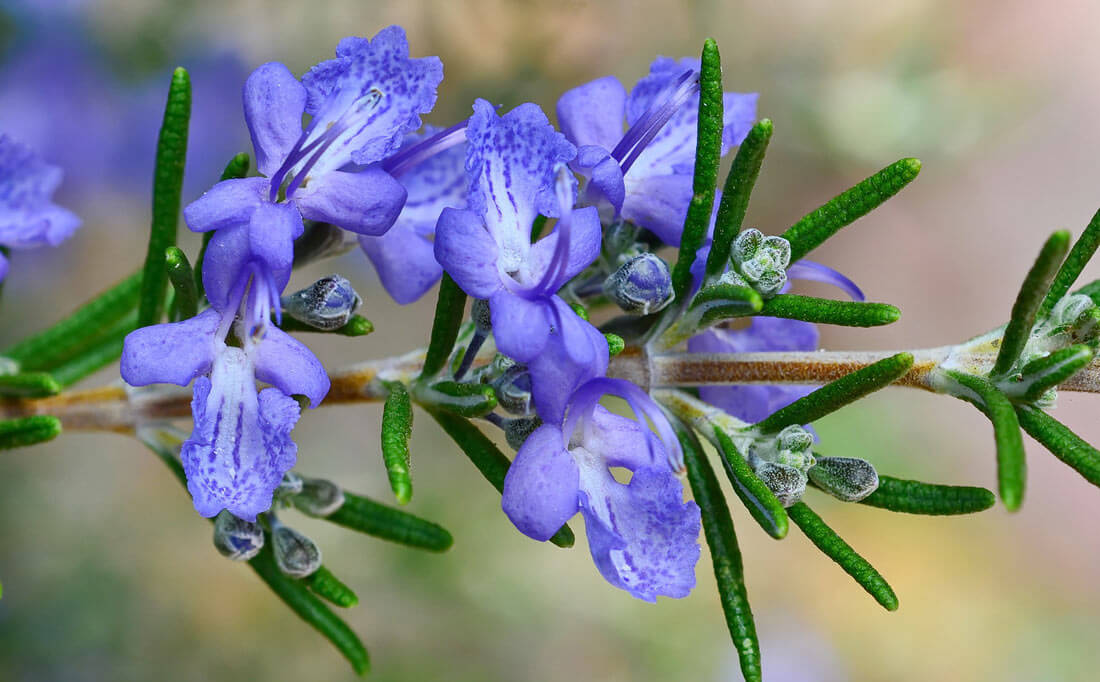 rosemary-flowers-pink-color-