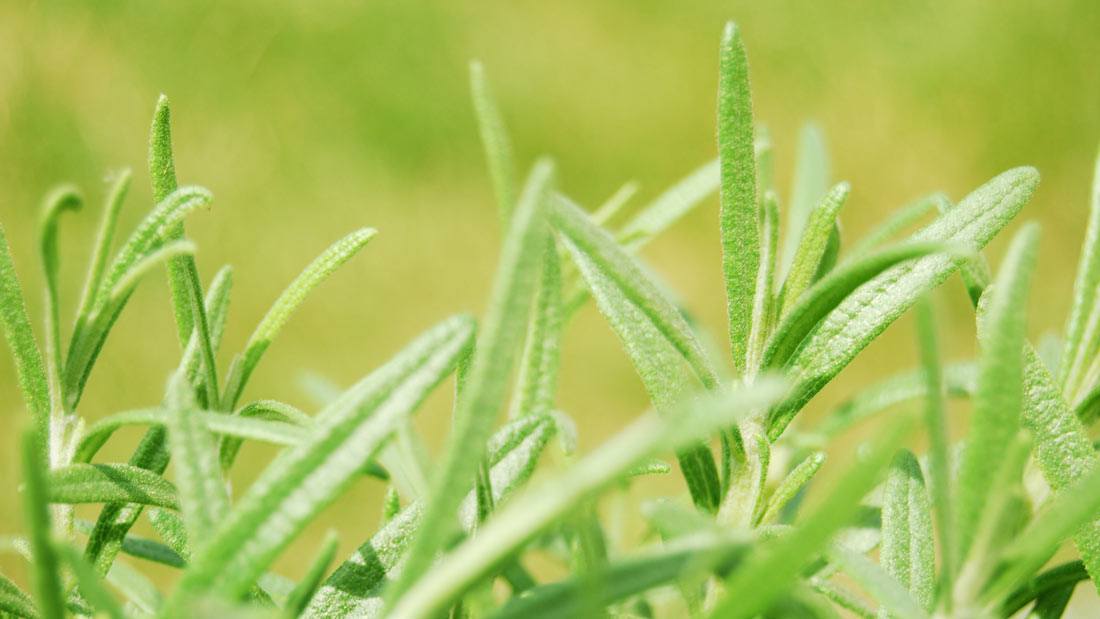 rosemary-green-needle-like-leaves-tiny - how to grow rosemary