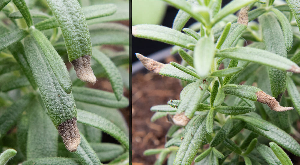 rosemary plant with brown or black leaves tips how to solve this problem