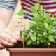 growing your own herbs like spearmint to start - creating an amazing herb garden